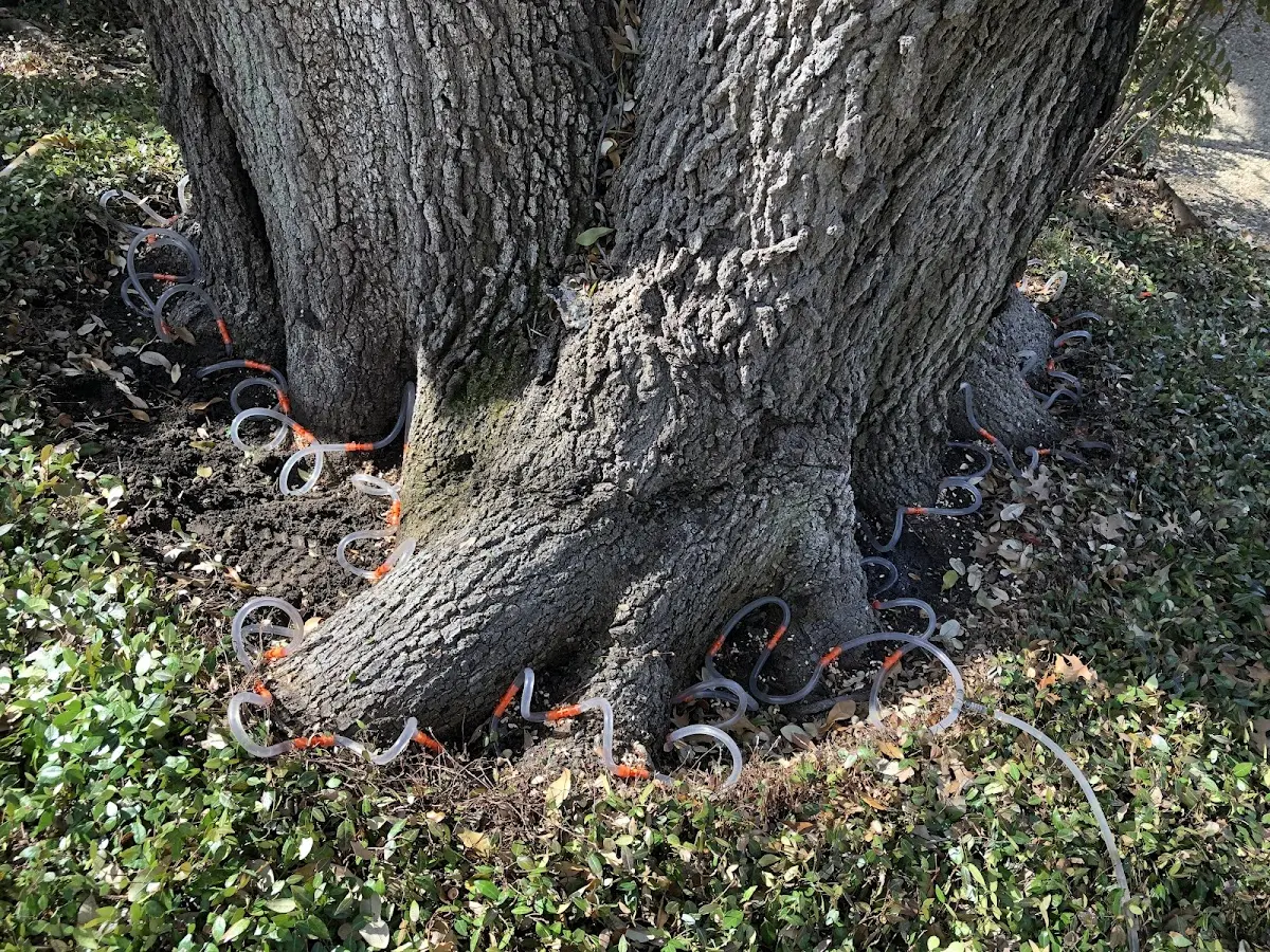 Detailed Tree Cabling and Bracing job site in Carl Junction