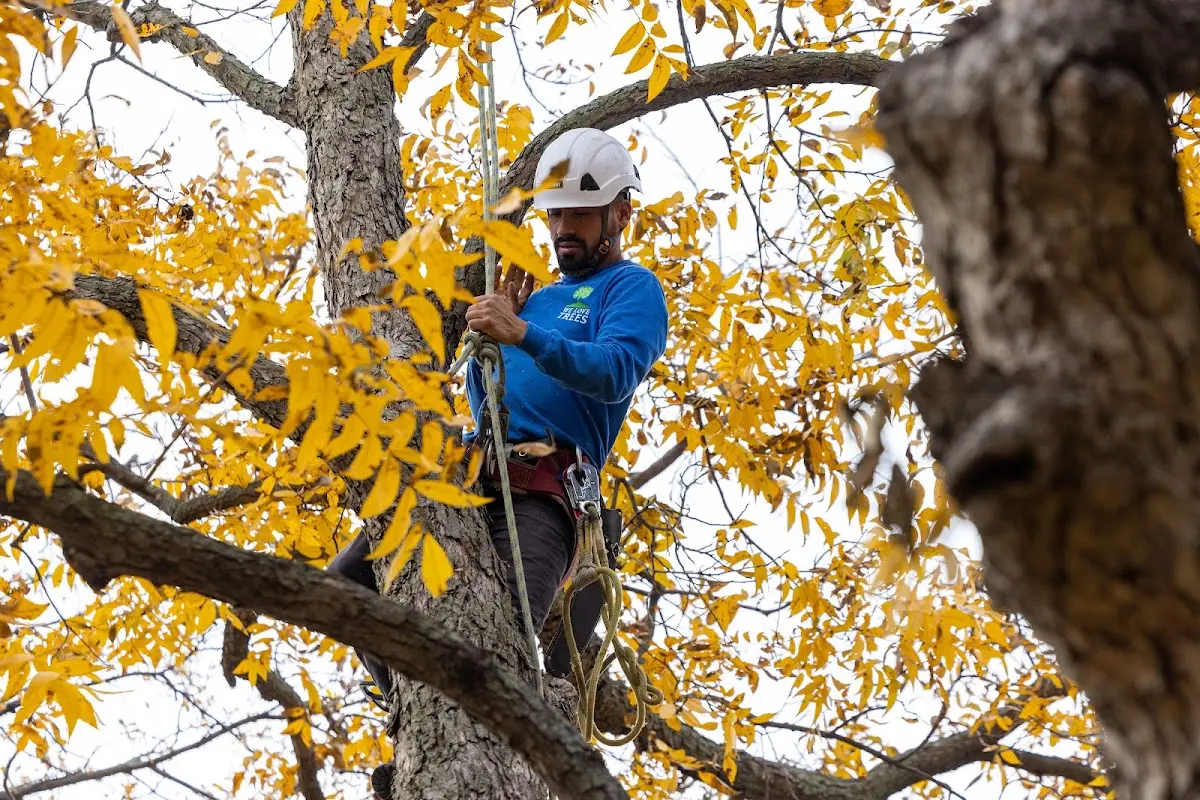 Skilled Storm Damage Cleanup crew working in Carl Junction